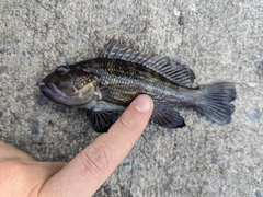 Centropristis striata