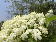 Sambucus