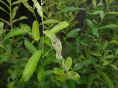 Phratora