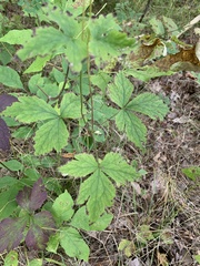 Anemone virginiana