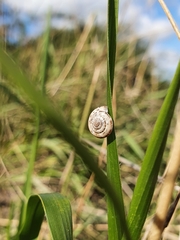 Xeroplexa intersecta