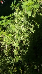 Veronica argute-serrata