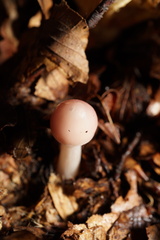 Mycena rosea