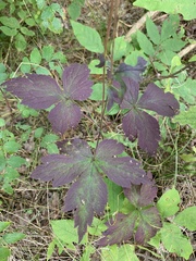 Anemone virginiana