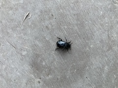 Nicrophorus guttula