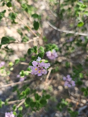 Lantana