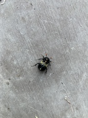 Nicrophorus guttula