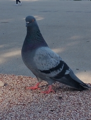 Columba livia domestica