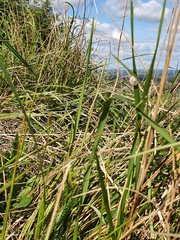 Xeroplexa intersecta