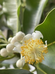 Calophyllum