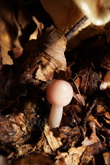 Mycena rosea