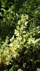 Veronica argute-serrata