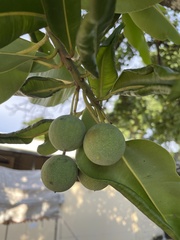 Calophyllum