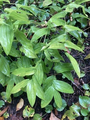 Uvularia grandiflora