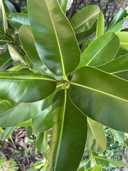 Calophyllum