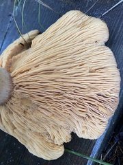 Lactarius helvus