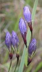 Gentiana sceptrum