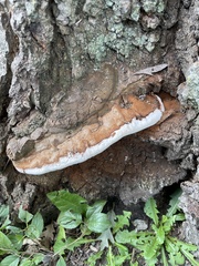 Ganoderma sessile