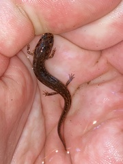 Desmognathus fuscus