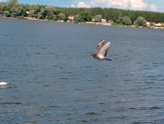 Columba livia domestica