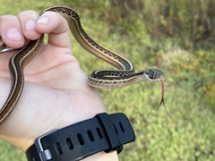 Thamnophis saurita