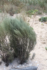 Artemisia taurica
