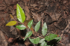 Planera aquatica