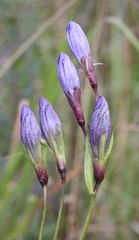 Gentiana sceptrum