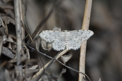 Idaea camparia