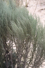 Artemisia taurica