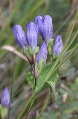 Gentiana sceptrum