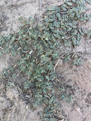 Euphorbia albomarginata