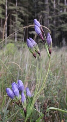 Gentiana sceptrum