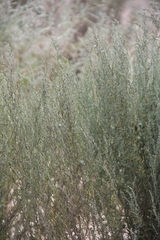 Artemisia taurica
