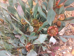 Protea acaulos