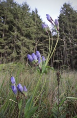 Gentiana sceptrum