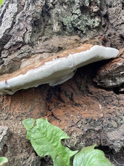 Ganoderma sessile