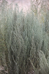 Artemisia taurica