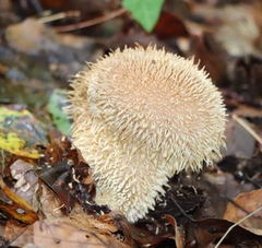 Lycoperdon echinatum