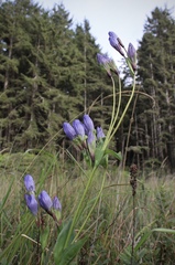 Gentiana sceptrum