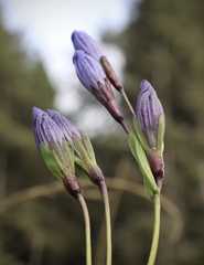 Gentiana sceptrum