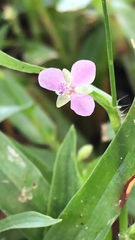 Murdannia nudiflora