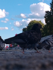 Columba livia domestica