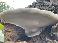 Ganoderma sessile