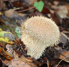Lycoperdon echinatum