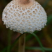 Macrolepiota pallida - Photo (c) Kathy Webb + Bill Depew, some rights reserved (CC BY-NC), uploaded by Kathy Webb + Bill Depew