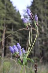 Gentiana sceptrum