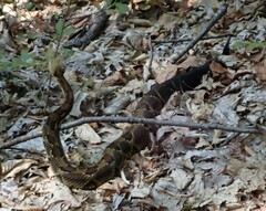 Crotalus horridus