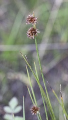 Juncus ensifolius