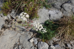 Seseli montanum